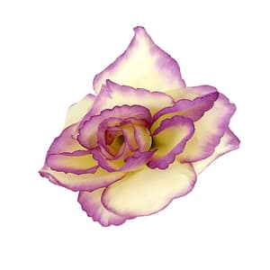 Růže látková fialovobílá