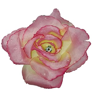 Růže látková žlutořůžová