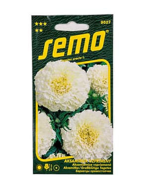 Aksamitník vzpřímený - Kilimanjaro White 15s